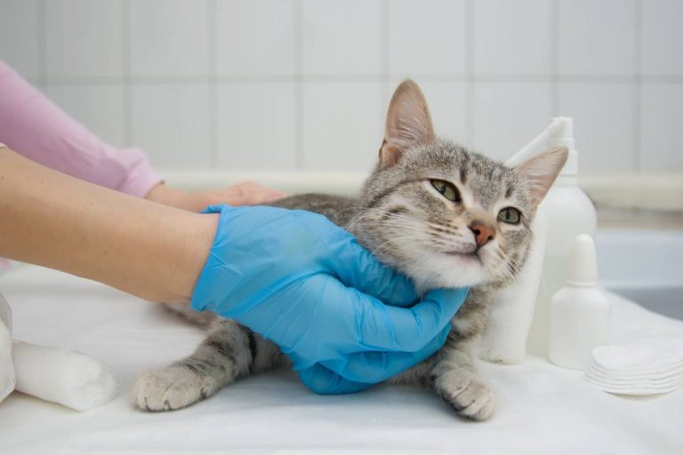 Des soins vétérinaires naturels pour vos animaux