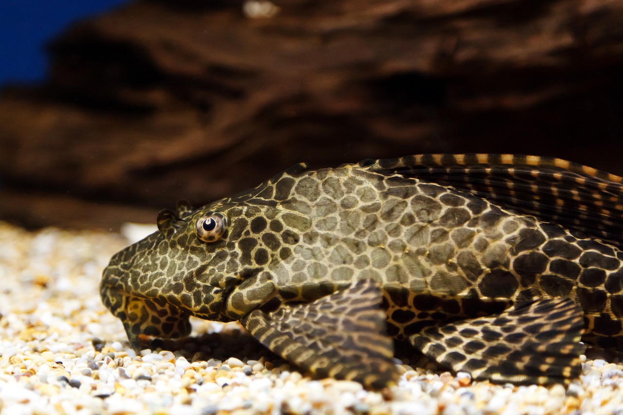 poissons nettoyeurs