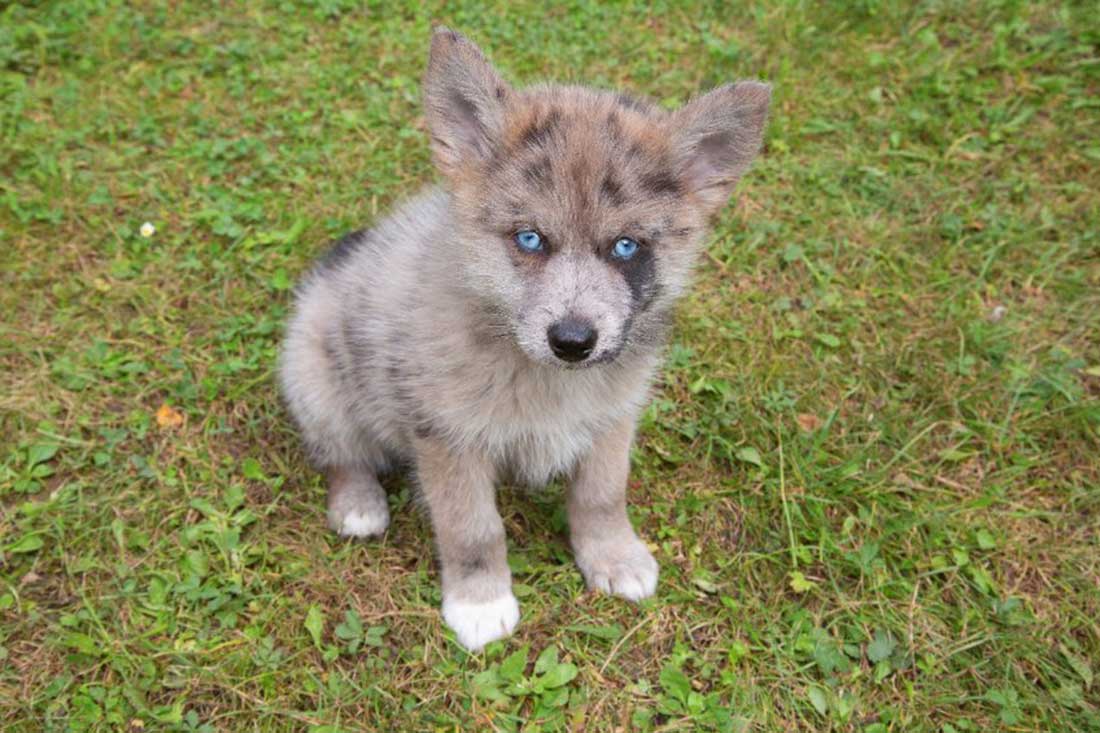 Pomsky Pomsky