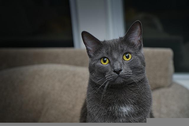 race de chat avec un bon caractère