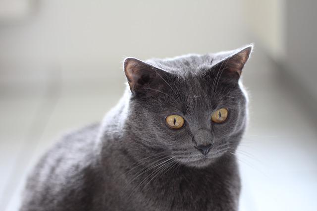 race de chat dans les livres