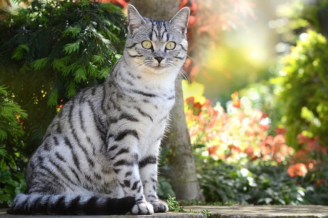 race de chat doit vivre avec un autre animal