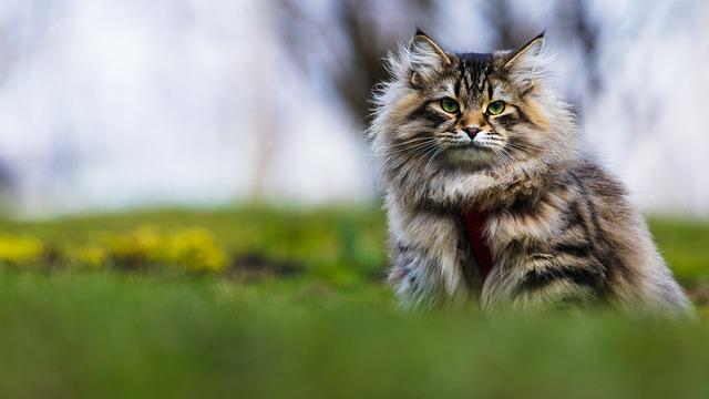 race de chat qui ne peut pas vivre en ville