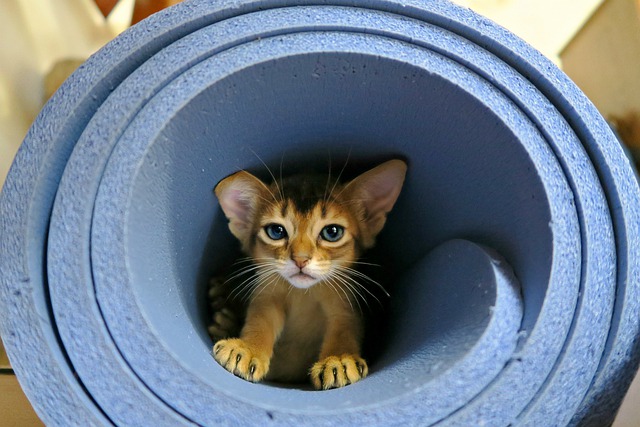 race de chat fugueuse