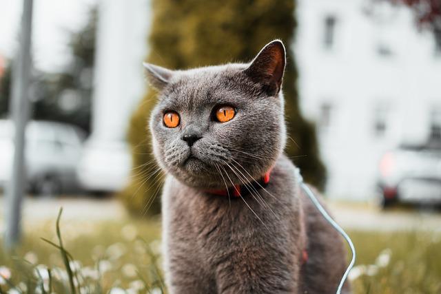 race de chat légère