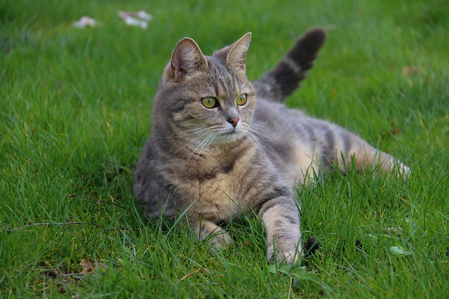 race de chat moins chère