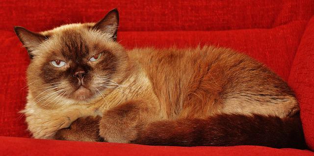 race de chat les moins sociable