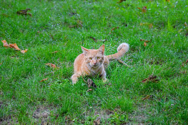 race de chat la plus rapide