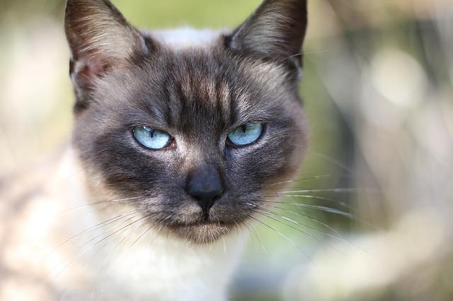 race de chat sait pas jouer seule