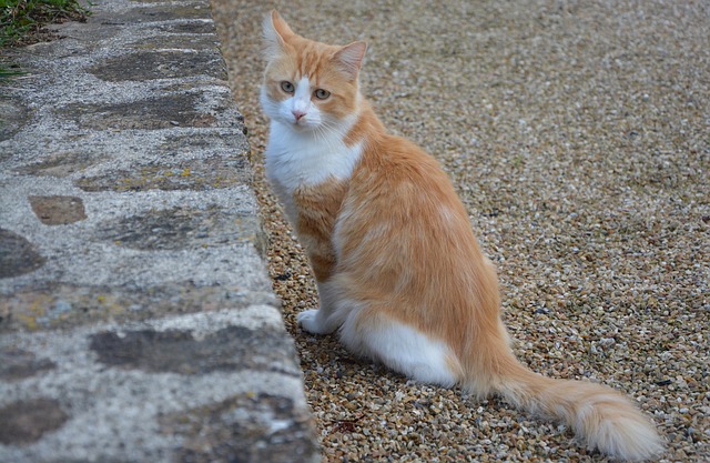 race de chat timide