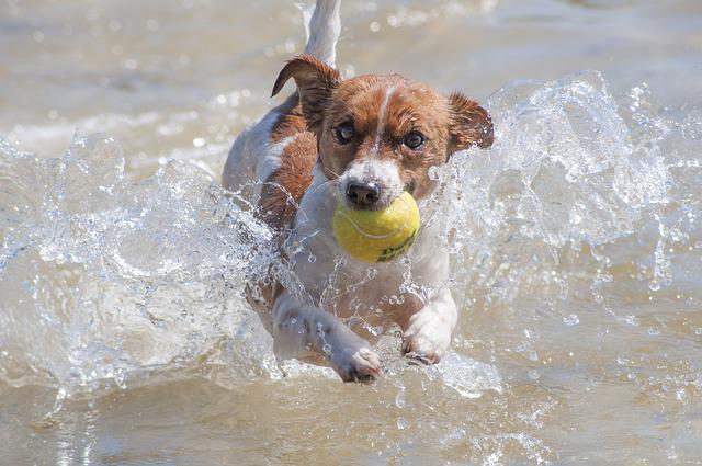 race de chien aime courir