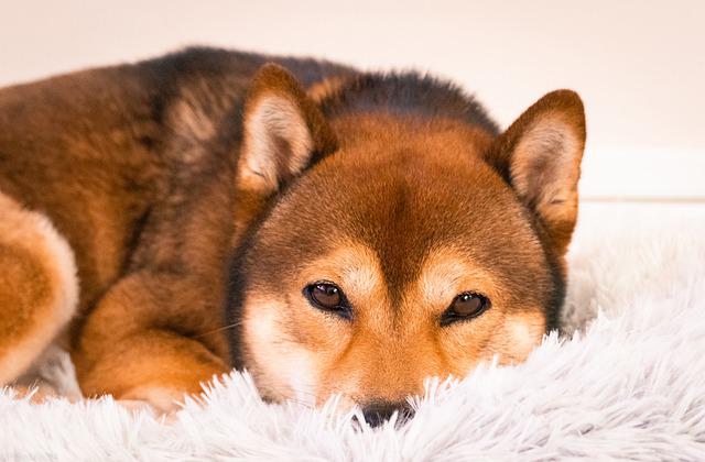 race de chien beaucoup de bêtises