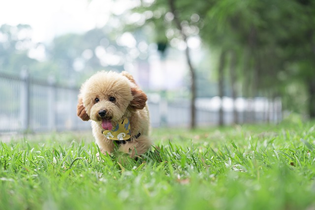 race de chien Caniche toy