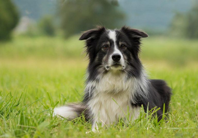 race de chien de la ferme