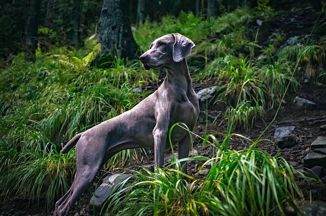 race de chien plus endurante