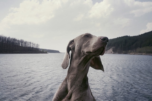 race de chien peut pas vivre en ville