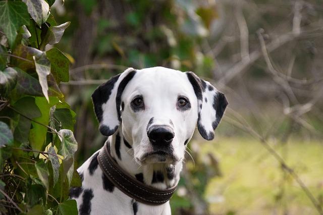 race de chien exigeante