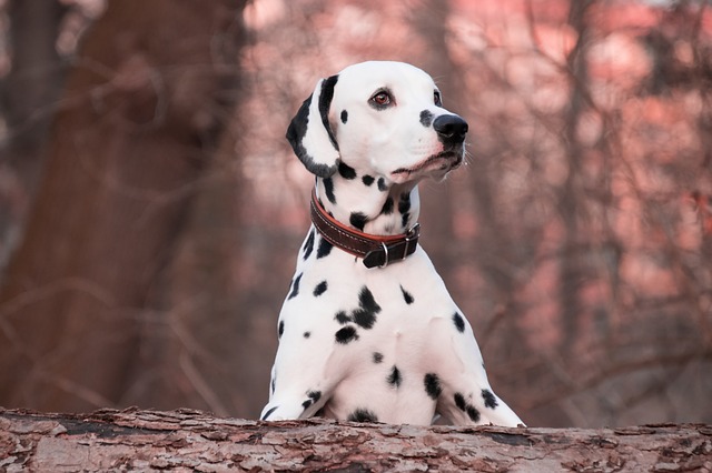 race de chien fait du cinéma