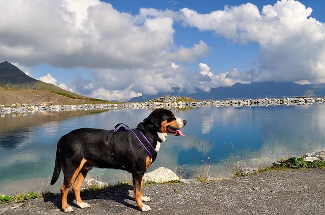 chien Grand Bouvier Suisse