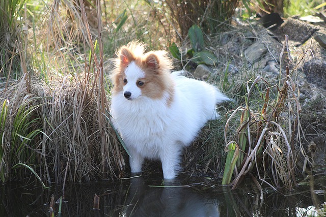 race de chien joueuse