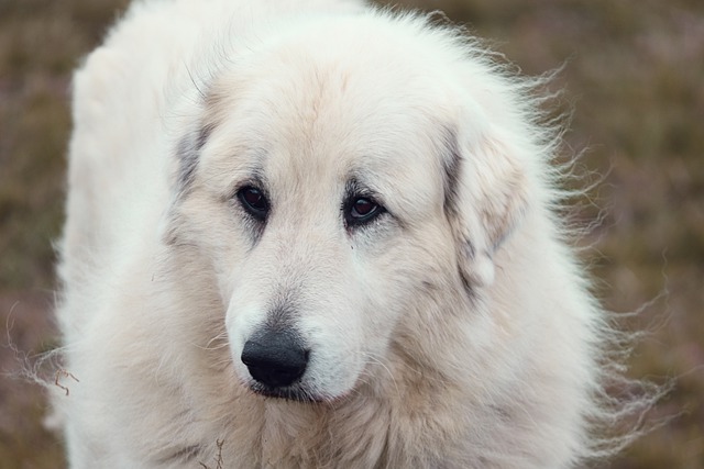 race de chien loyale