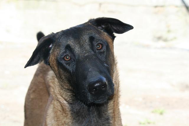 race de chien meilleur odorat