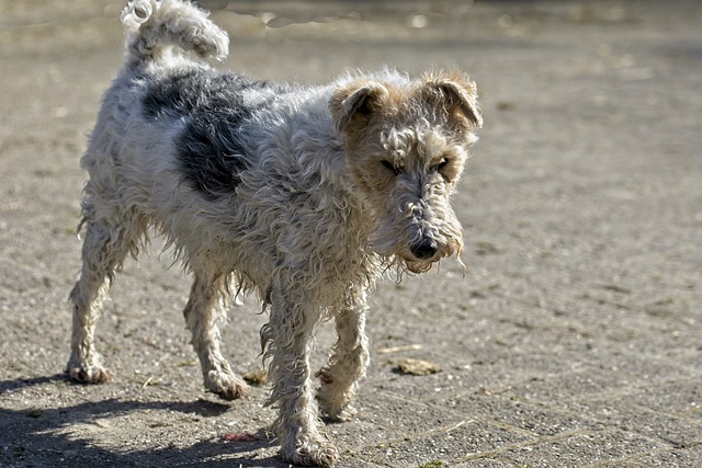 race de chien le moins populaire