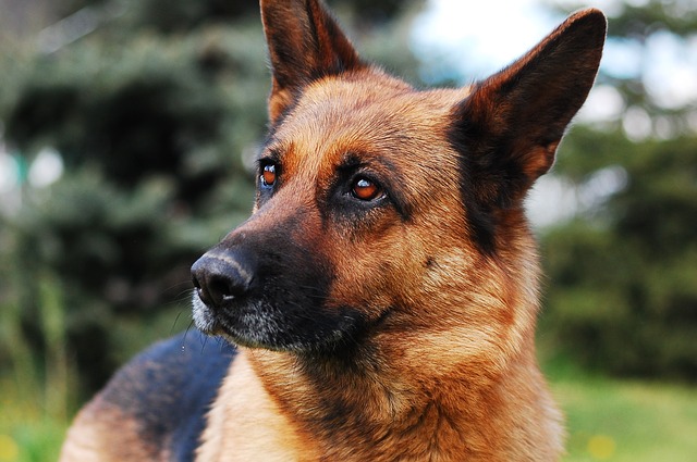 race de chien moins sociable