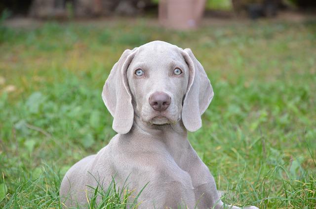 race de chien pas chère à entretenir