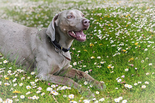race de chien protectrice