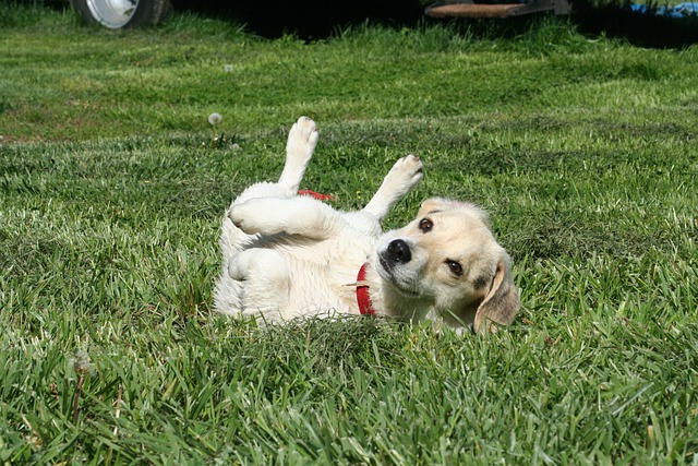 race de chien rapide