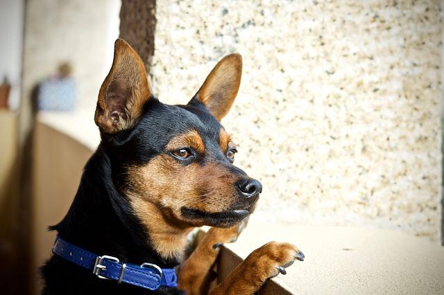 race de chien sait pas jouer seule