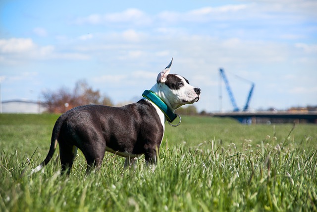 races de chien qui se battent le plus