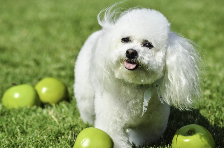 races de chien qui ne mordent jamais