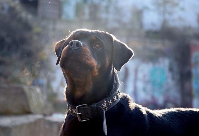 races chiens plus considérées dangereuses