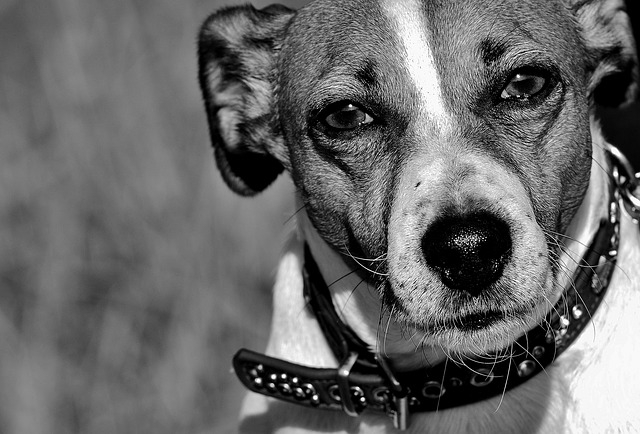 races de chien s’entendent pas avec autres chiens