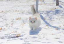races de chat adorent la neige