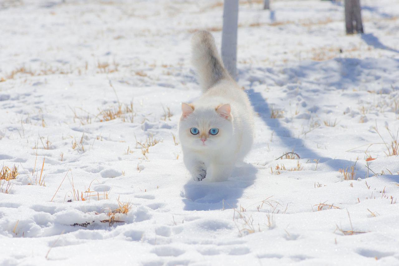 races de chat adorent la neige