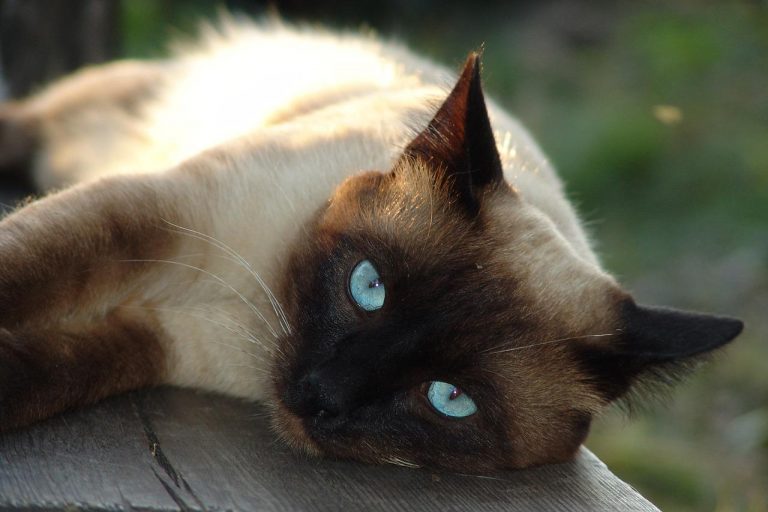 races de chat plus besoin d’attention