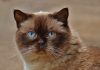 races de chat qui ont bon caractère