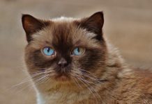 races de chat qui ont bon caractère