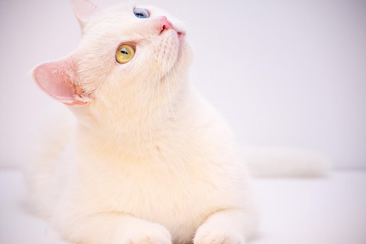 races de chat qui sont très chères à entretenir