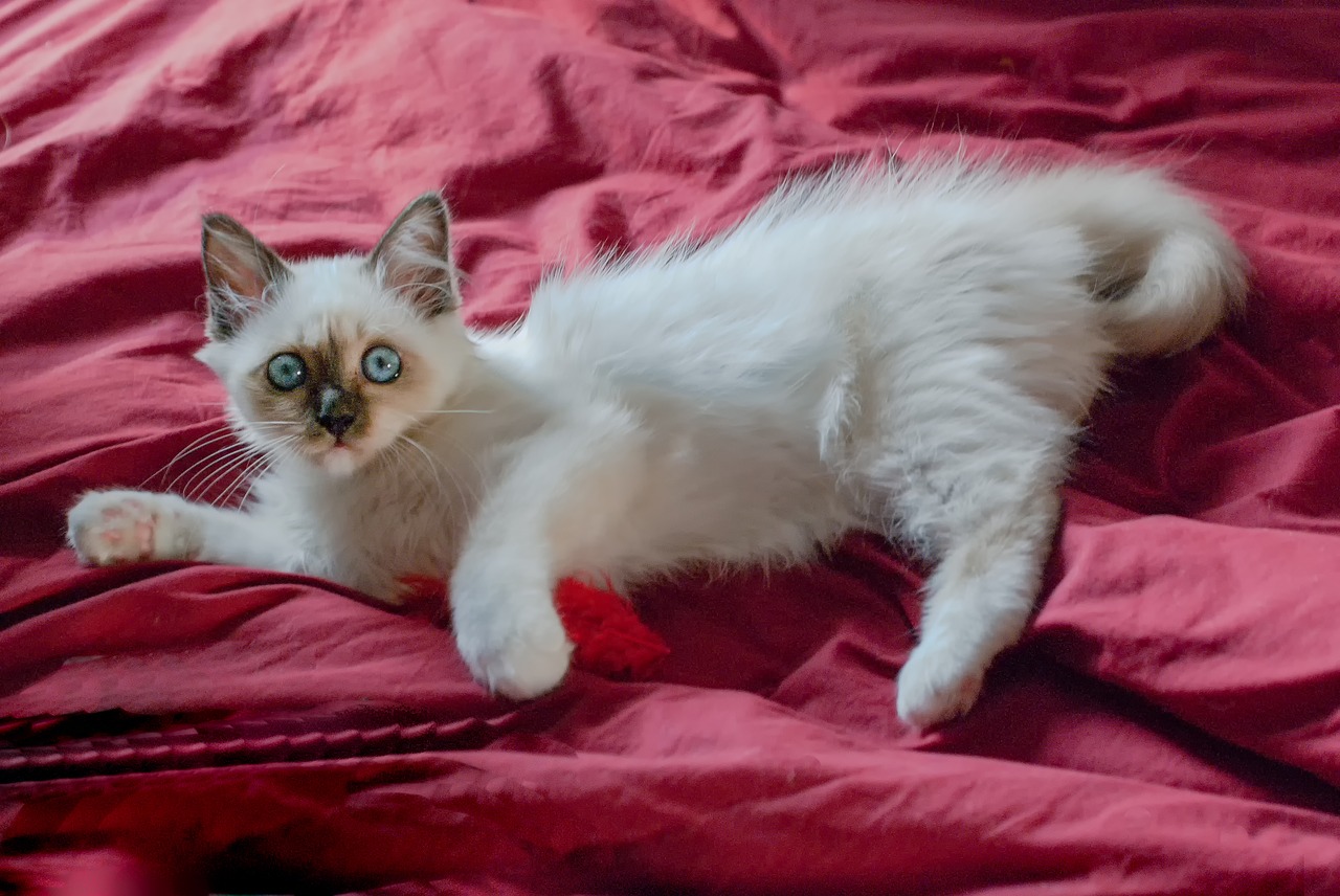 races de chat des célébrités