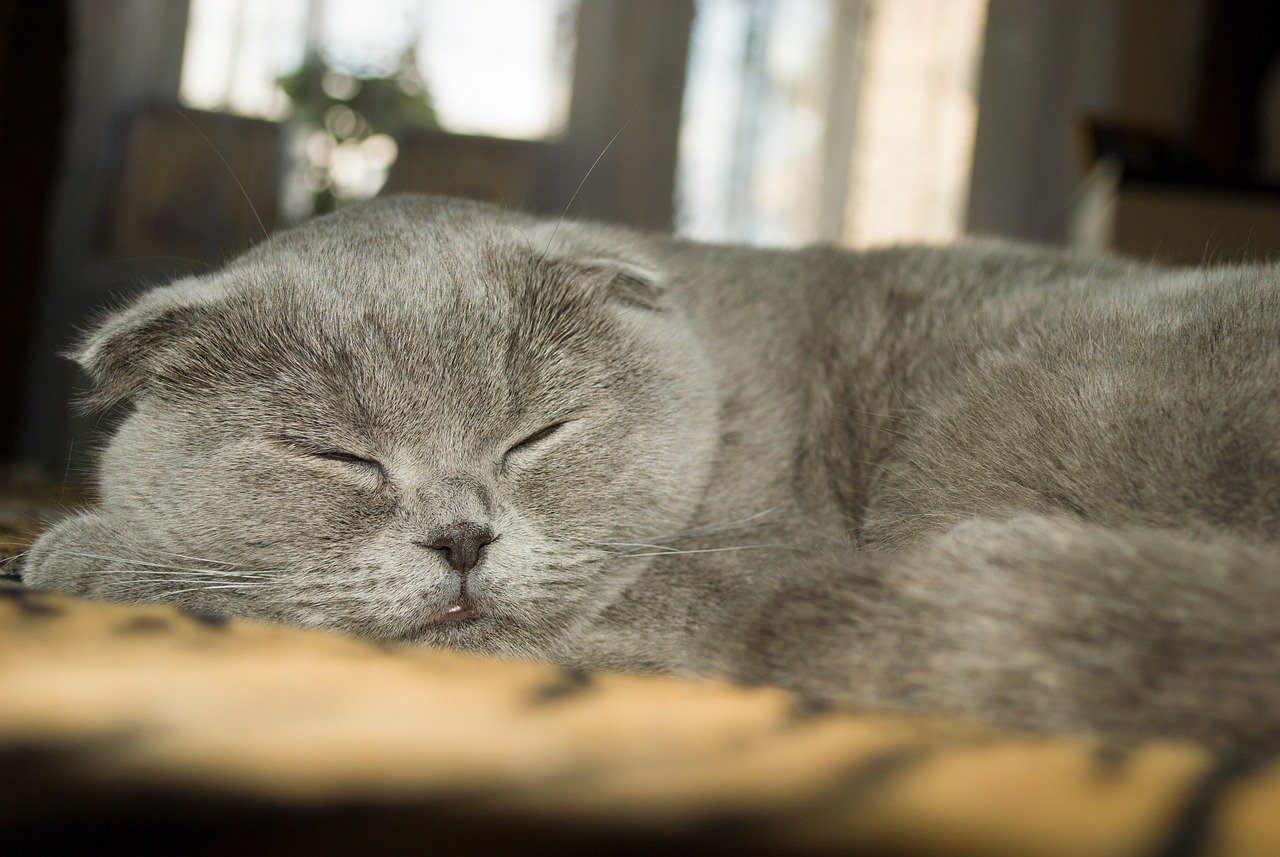 races de chat qui dorment beaucoup