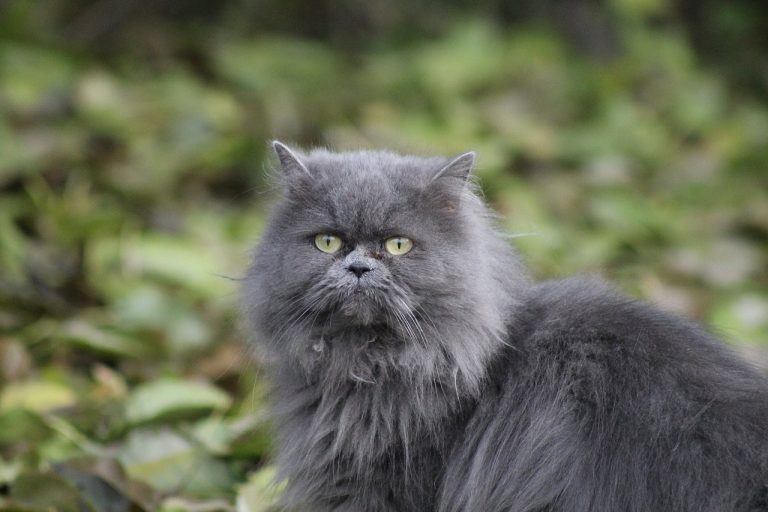 3 races de chat qui sont les plus exigeantes