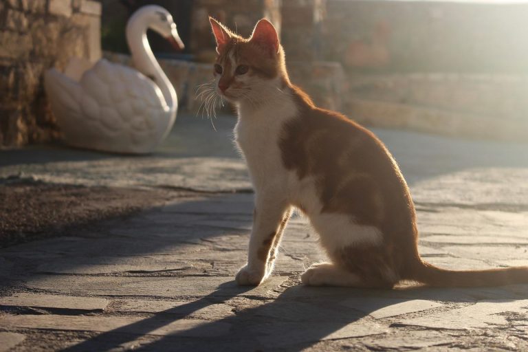 races de chat fans des trajets en voiture