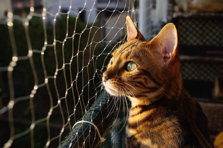 3 races de chat qui sont les plus fugueuses
