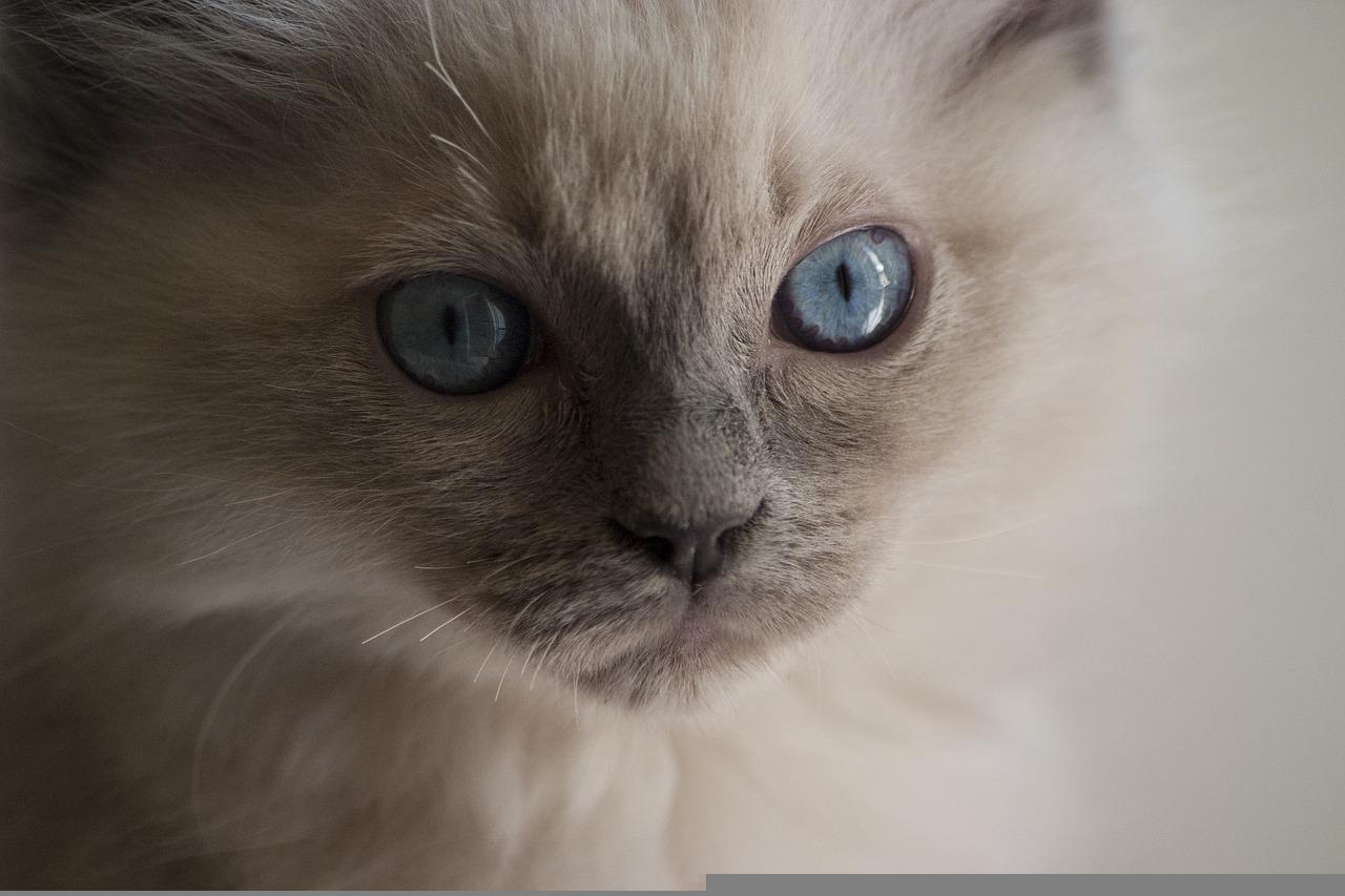 4 races de chat qui ne mordent jamais