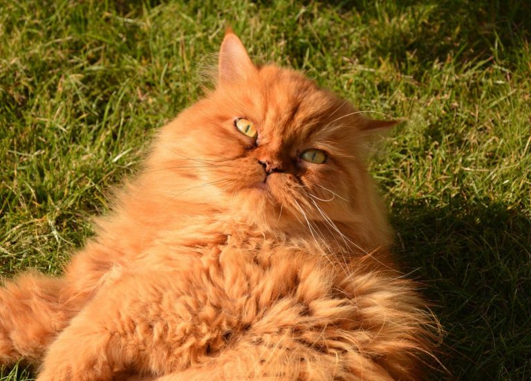3 races de chat qui ont mauvais caractère