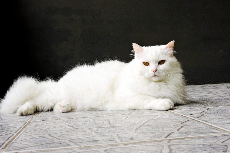 3 races de chat qui ont le moins besoin d’attention